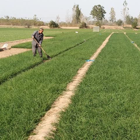 丰县洋葱最新价格走势分析