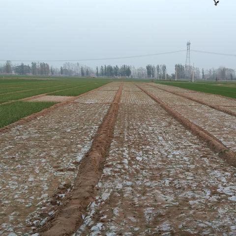 丰县洋葱最新价格走势分析