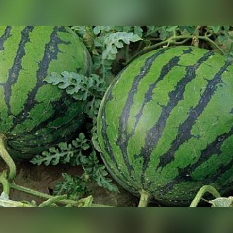 开封西瓜最新行情概览