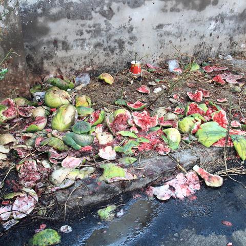 开封西瓜最新行情概览