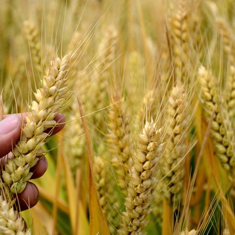 中储粮领导团队新貌与战略展望