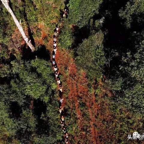 镇沅最新新闻动态报道