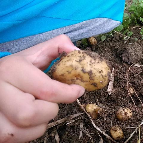 围场白菜行情最新价格及分析