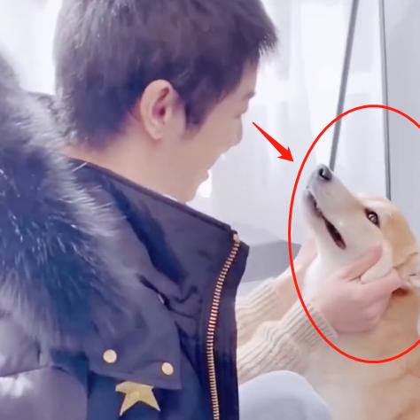 最新训狗视频教程,科学训练狗狗技巧揭秘