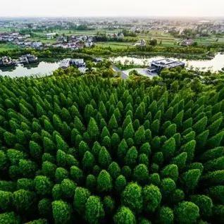 崇明未来规划蓝图至2025年概览