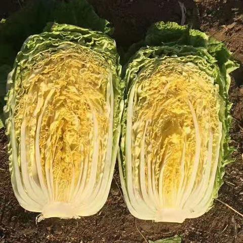 最新皇播平台，数字娱乐新纪元引领者