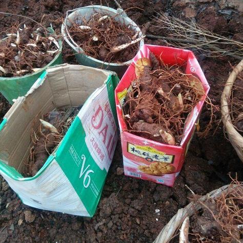 最新重楼价格走势分析