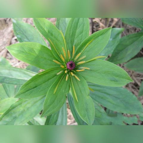 最新重楼价格走势分析