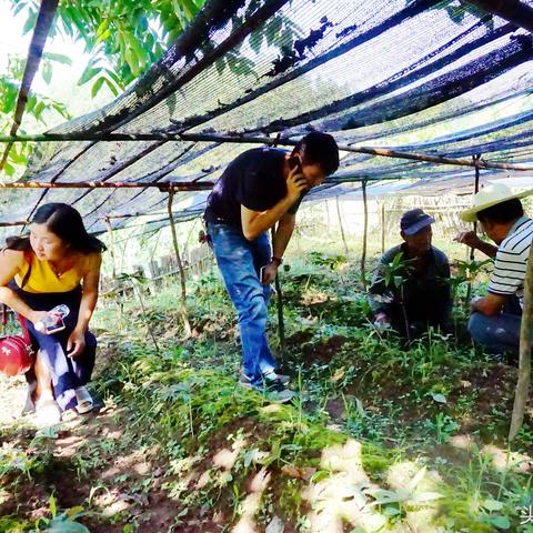 最新重楼价格走势分析