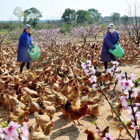 揭秘野鸡行业现状,预测未来趋势的权威网站最新动态