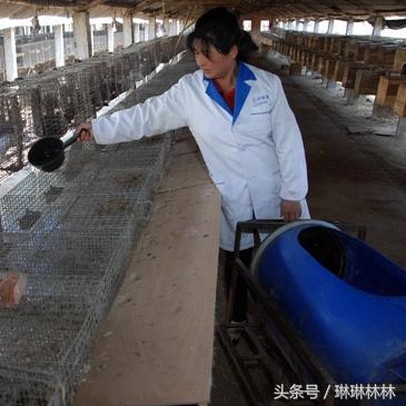 诸城貂皮行情实时更新分析