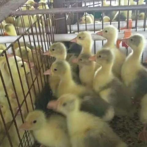 最新养鹅技术,提高养殖效率与经济效益的关键方法