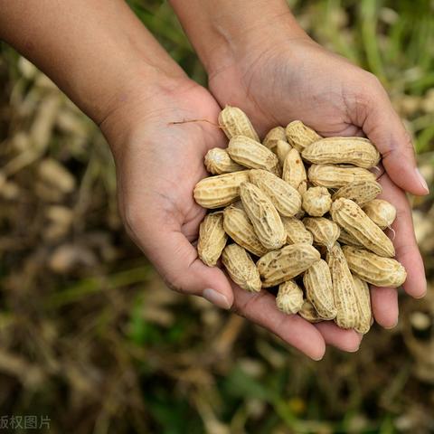 最新化肥市场动态分析