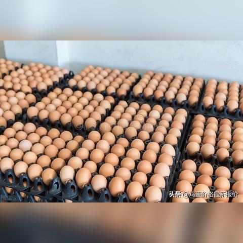 饶阳蔬菜行情实时更新，最新价格走势分析