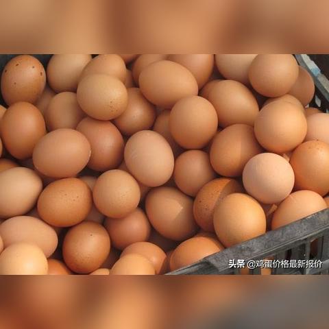 饶阳蔬菜行情实时更新,最新价格走势分析