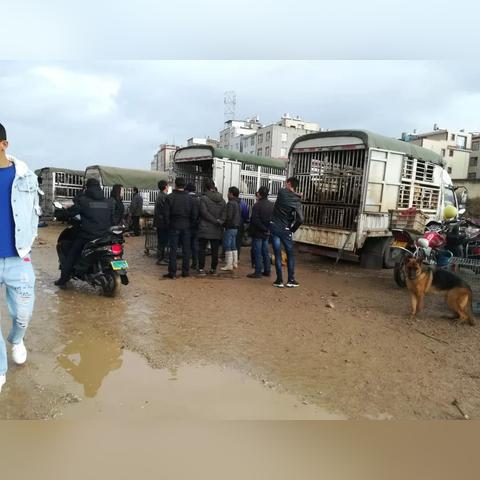 肉狗最新价格走势及分析概览