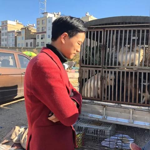 肉狗最新价格走势及分析概览