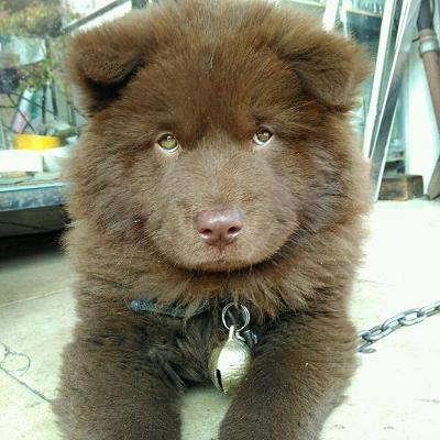 东莞土狗最新出售信息全解析