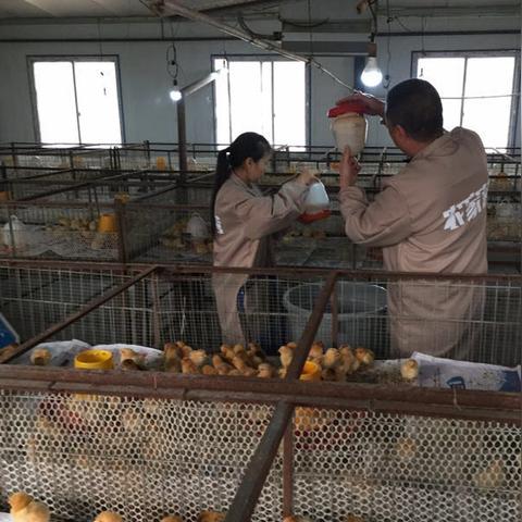 土鸡市场走势分析,最新行情报告